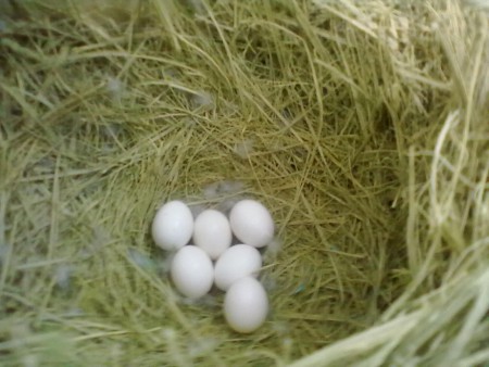 Ovos casal Roseicollis Verde X Palida